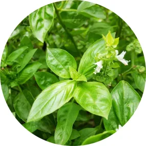 LIVING LIBATIONS - Basil Essential Oil